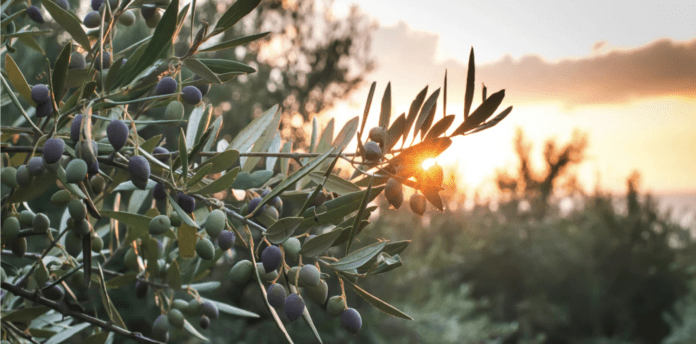 Screenshot-2024-02-26-at-10.55.45