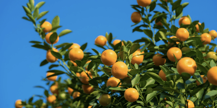 Screenshot-2024-03-11-at-11.40.45